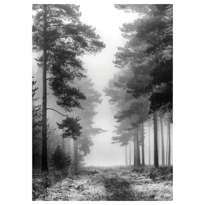 туманный лес в туманном утре Далекий горизонт Стоковое Фото - изображение  насчитывающей хвоя, природа: 136102424
