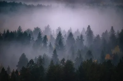 Туманный лес. Photographer Kuznetsov Kirill