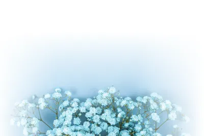 Светло голубые цветы (51 фото) - 51 фото