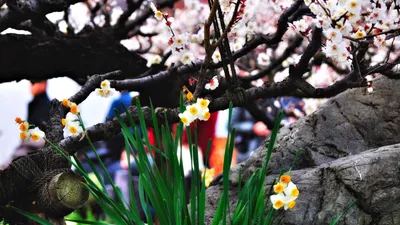 Скачать обои Весенние цветы (Цветок, Фото, Макро, Весна) для рабочего стола  1920х1080 (16:9) бесплатно, Макро фото Весенние цветы Цветок, Фото, Макро,  Весна на рабочий стол. | WPAPERS.RU (Wallpapers).