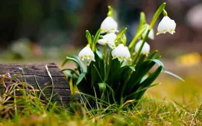 Цветы Мускари, весна - Весна - Природа - Картинки на рабочий стол