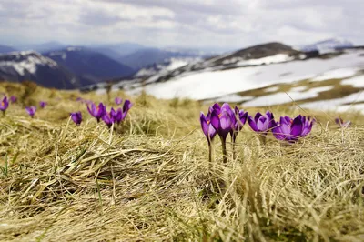Коллаж на тему весна. Природа России,Сибирь,Новосибирская область Stock  Photo | Adobe Stock