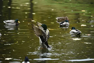 Танец маленьких утят: более 1 000 птенцов водоплавающих птиц появилось  летом на природных территориях Москвы | Природа Москвы | Дзен