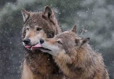 Картинки волки любовь обои