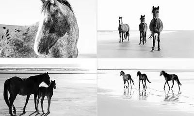 12 красивых и необычных фотографий лошадей, которые вдохновляют |  Российское фото | Дзен