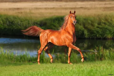 12 красивых и необычных фотографий лошадей, которые вдохновляют |  Российское фото | Дзен