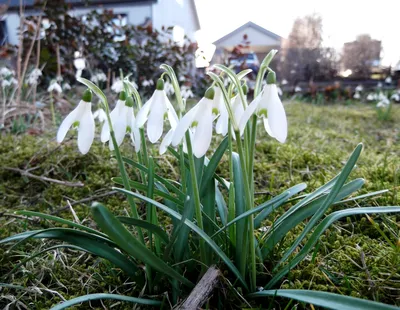 Весна воскресенье отдыха Mauerpark Редакционное Стоковое Фото - изображение  насчитывающей потеха, воссоздание: 29799073