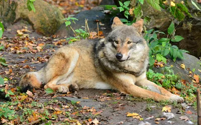 Вовки в Карпатах потребують захисту – Nature EXPERTS