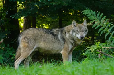 Прислів'я та приказки про вовка | SPADOK.ORG.UA