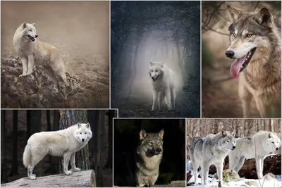 Купити фотошпалери із зображенням вовків в інтернет-магазині