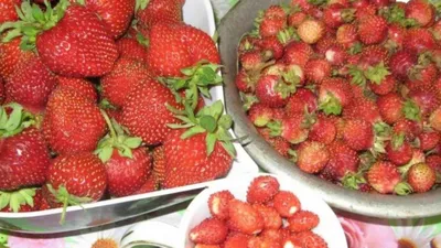 Сочные ягоды земляники на кусте в …» — создано в Шедевруме