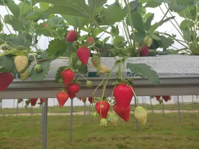 7 сортов земляники, которые можно вырастить на балконе (плюс инструкция по  выращиванию) | В саду (Огород.ru)