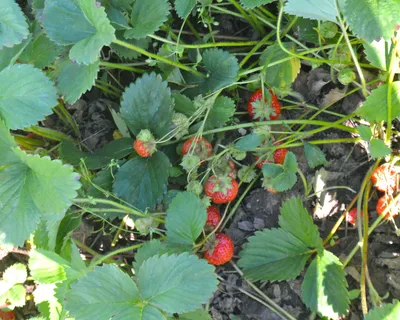 ягоды большой земляники приправлены на земляничном растении в саду много  красного спелого и зеленого незрелого Стоковое Фото - изображение  насчитывающей сад, клубника: 222390370