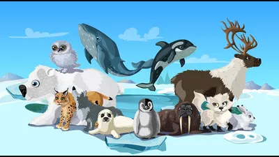 Красивые арктические животные и птицы Антарктиды установили белая печать  касатки пингвина волка полярного медведя Иллюстрация вектора - иллюстрации  насчитывающей плоско, антенны: 213270405