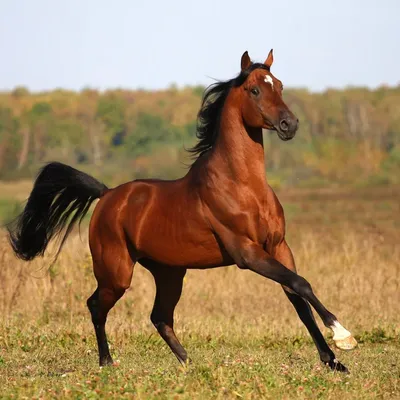 Картинки животных лошади обои