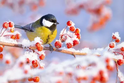 Картинки зима птицы обои