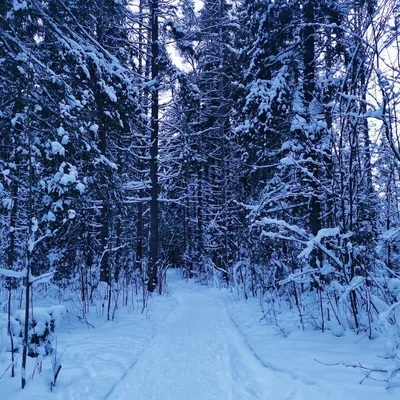 Картинки зима в лесу обои