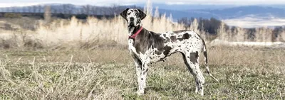 Бордоский дог собака: фото, характер, описание породы