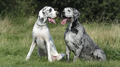 Аргентинский дог собака: фото, характер, описание породы