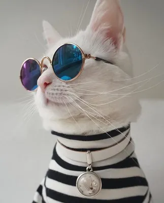 Картинку кот в очках обои