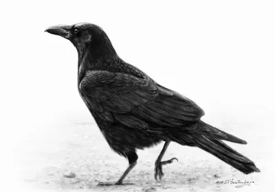 Антильский ворон — Википедия