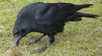 Чёрная ворона | Животный мир и природа Красноярского края