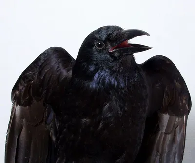 Ворона 3D модель - Скачать Животные на 3DModels.org
