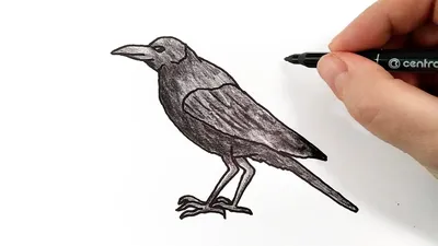 Имитация Черной вороны, модель животного, ворона, ворона, декор с крыльями,  искусственная ворона, пугающая птица, инструмент, черный ворон, очень  нравится | AliExpress