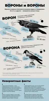 Серая ворона и ее роль в биоразнообразии Куршской косы | Куршская Коса -  национальный парк
