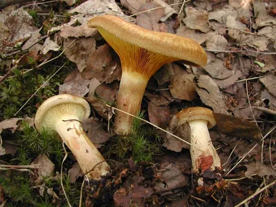 Каталог грибов украины с картинками обои