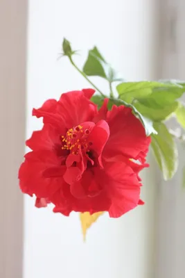 Китайская роза (Гибискус) | Цветомания