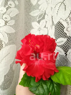 Взрослый гибискус, китайская роза, цвет красный — купить в Красноярске.  Горшечные растения и комнатные цветы на интернет-аукционе Au.ru