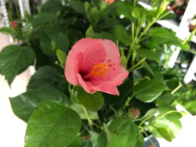 Домашняя китайская роза (гибискус): черенкование, посадка и уход - полезные  статьи о садоводстве от Agro-Market