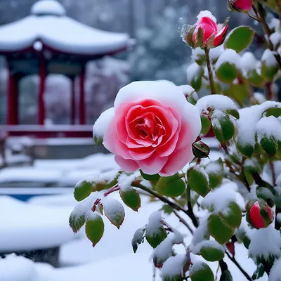Почему не цветет китайская роза? - эксперты Украфлора