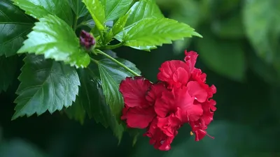 Китайская роза, Гибискус - Hibiscus rosa-sinensis. Уход, выращивание  гибискуса