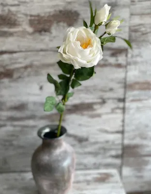 Гибискус (Китайская роза) - купить по выгодной цене | Цветочная компания  \"NICOLE\"