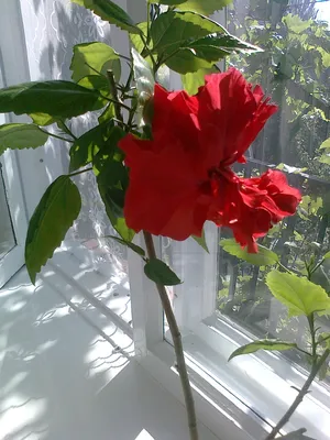 красная китайская роза стоковое фото. изображение насчитывающей китайско -  217353702