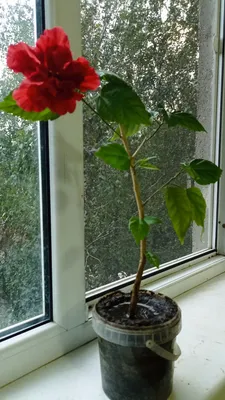 Комнатное растение, китайская роза …» — создано в Шедевруме