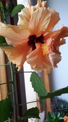 Махровая китайская роза. Hibiscus rosa-sinensis - YouTube