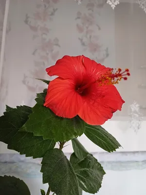Искуственные цветы \"Китайская Роза\", 1 метр, 5 цветков купить по низким  ценам в интернет-магазине Uzum (482203)