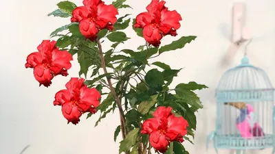 Китайская роза приметы и суеверия, связанные с гибискусом