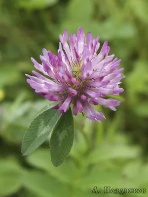 Клевер гибридный (Trifolium hybridum L.)