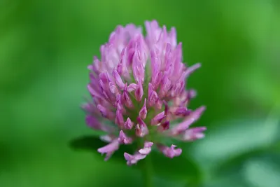 гербарий Trifolium pratense L.- Клевер луговой