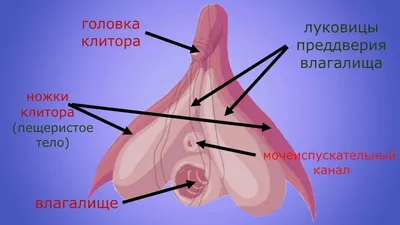 Female sexual organs: the CLITORIS - YouTube