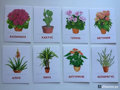 Иллюстрация 8 из 9 для Раздаточные карточки \"Комнатные растения\" 63х87 мм.  | Лабиринт - книги. Источник: Абра-