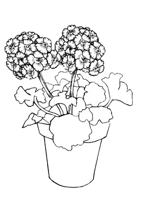 Раскраска Комнатные растения - распечатать в формате А4 | Раскраски,  Раскраски с цветами, Герань