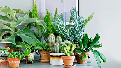 Самые полезные комнатные растения | GreenMarket