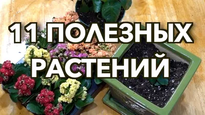 Самые полезные и неприхотливые комнатные растения - YouTube