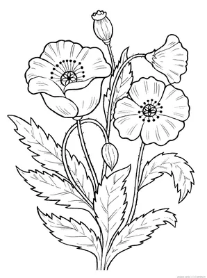 Идеи для рисования растений Варианты вазонов для рисование Растение  карандашом или акварелью | Рисование, Художественные идеи, Растения