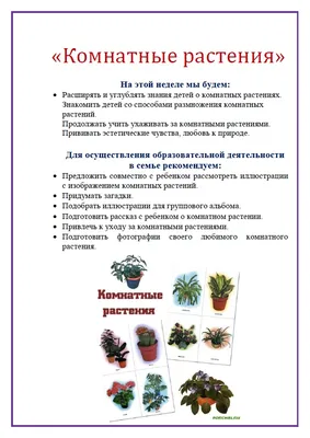 Комнатные растения, опасные для домашнего питомца. ТОП-30 вредных цветов |  Ваше хозяйство | Дзен